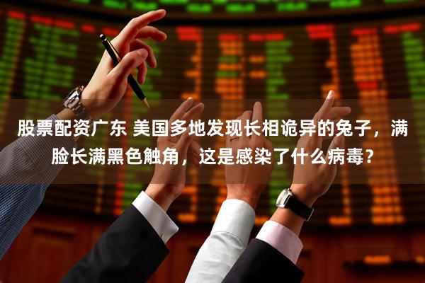 股票配资广东 美国多地发现长相诡异的兔子，满脸长满黑色触角，这是感染了什么病毒？